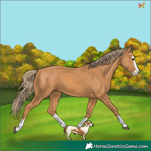 Horse Color:Chestnut Splash 