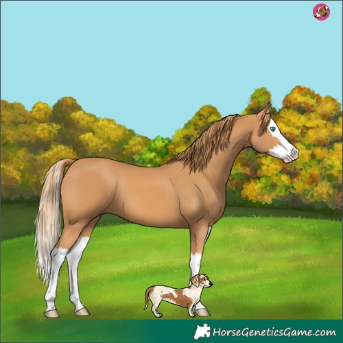 Horse Color:Chestnut Splash 
