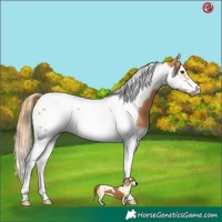 Horse Color:Chestnut Splash Tobiano Frame 