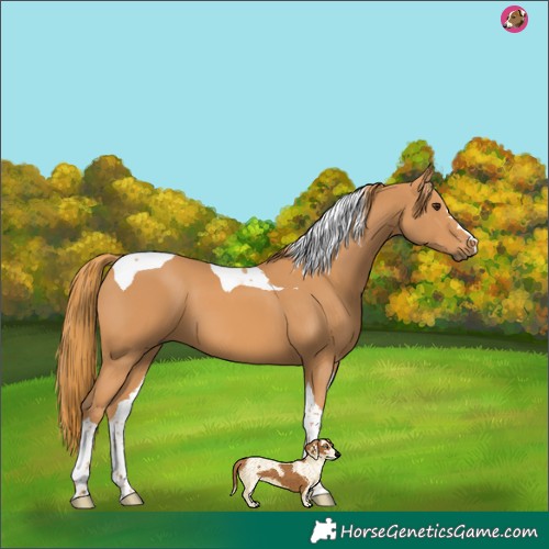 Horse Color:Chestnut Tobiano