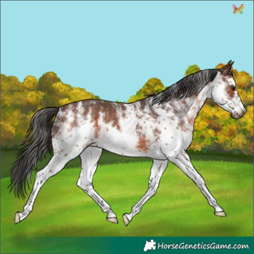 Horse Color:White Spotted Brown Frame 