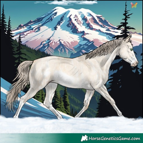 Horse Color:Gold Cream Champagne Ice Dun Sabino Frame 