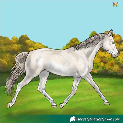 Horse Color:Gold Cream Champagne Ice Dun Sabino Frame 