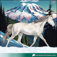 Horse Color:Gold Cream Champagne Ice Dun Sabino Frame