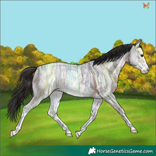 Horse Color:Brown Ice Sabino 