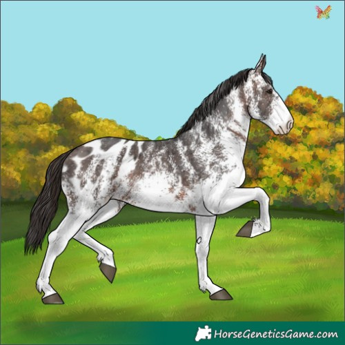 Horse Color:White Spotted Bay Ice Appaloosa 