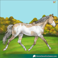 Horse Color:White Spotted Silver Buckskin Dun Frame 