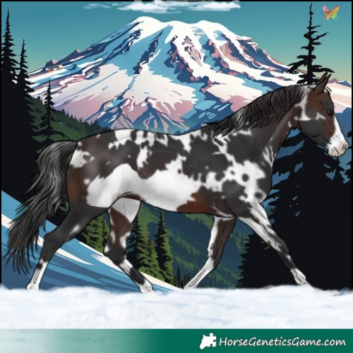Horse Color:White Spotted Brown Frame 