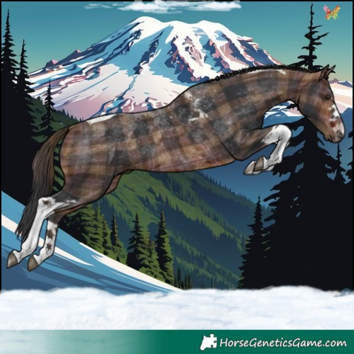 Horse Color:Plaid  Brown Tobiano 