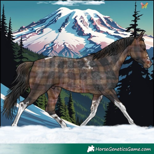 Horse Color:Plaid  Brown Tobiano 