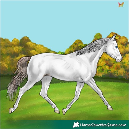 Horse Color:Plaid White Spotted Liver Chestnut Ice Splash Tobiano Appaloosa