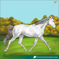 Horse Color:Plaid White Spotted Liver Chestnut Ice Splash Tobiano Appaloosa