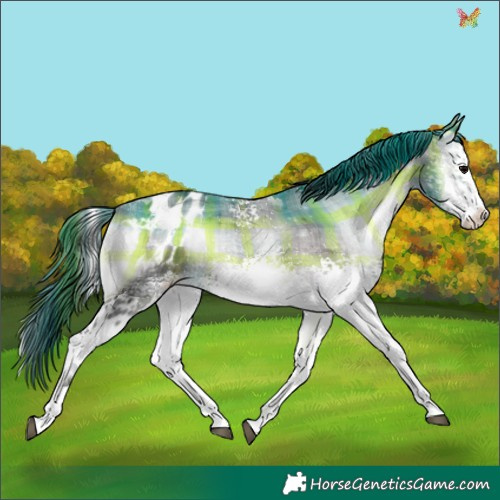 Horse Color:Platinum Plaid  White Spotted Brown Onyx Appaloosa 