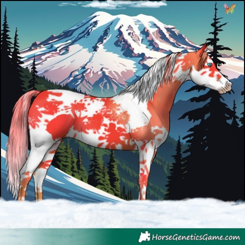 Horse Color:Watercolor Liver Chestnut Splash Tobiano