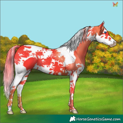 Horse Color:Watercolor Liver Chestnut Splash Tobiano
