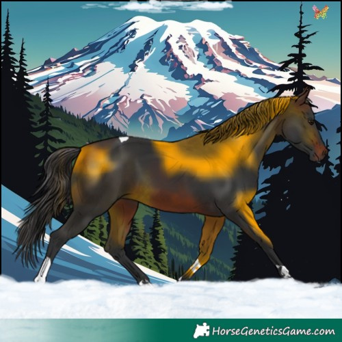 Horse Color:Brown Tobiano 