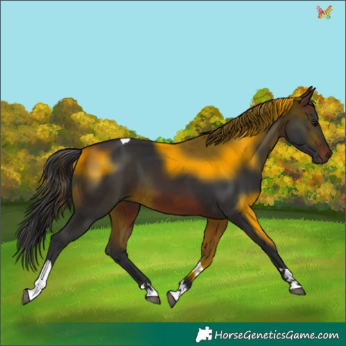 Horse Color:Brown Tobiano 
