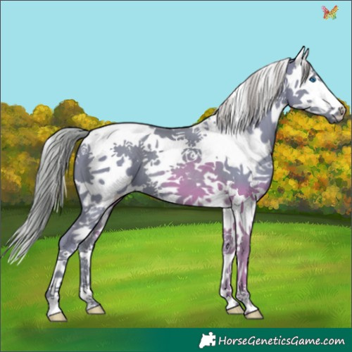 Horse Color:Watercolor Liver Chestnut Splash Tobiano 