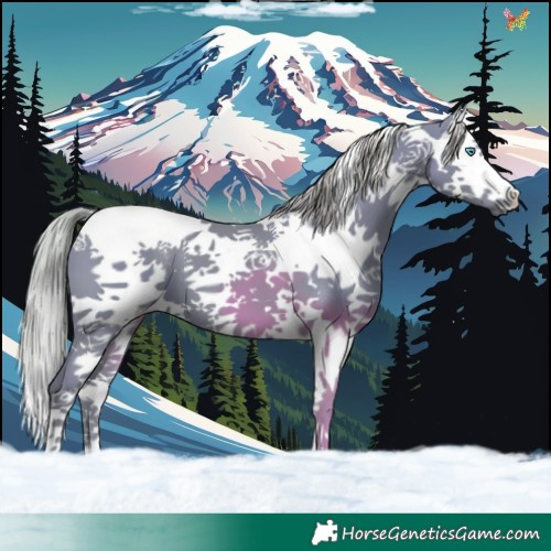 Horse Color:Watercolor Liver Chestnut Splash Tobiano 