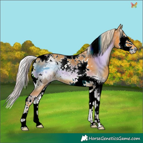 Horse Color:Watercolor Chocolate Palomino Onyx Splash Tobiano