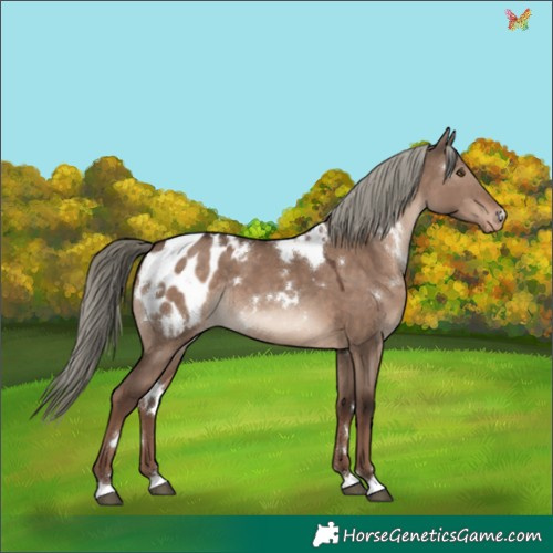 Horse Color:White Spotted Liver Red Dun Mushroom Appaloosa Rabicano 
