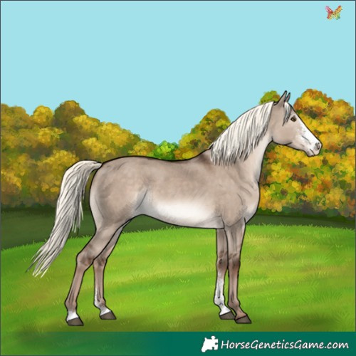 Horse Color:Liver Red Dun Mushroom Sabino Rabicano