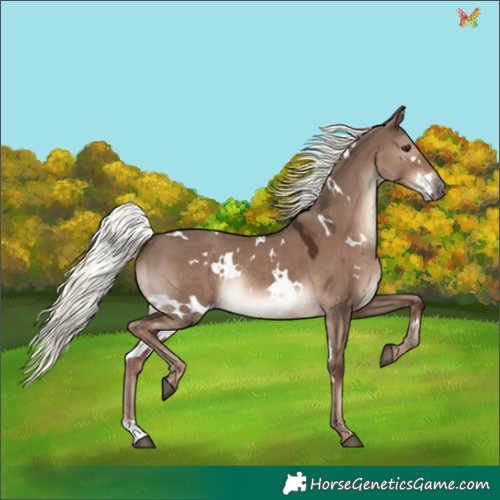 Horse Color:White Spotted Liver Red Dun Mushroom Rabicano 
