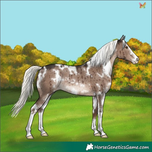 Horse Color:White Spotted Liver Red Dun Mushroom Sabino Rabicano Brindle 