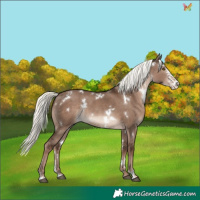 Horse Color:White Spotted Liver Red Dun Mushroom Sabino Rabicano 