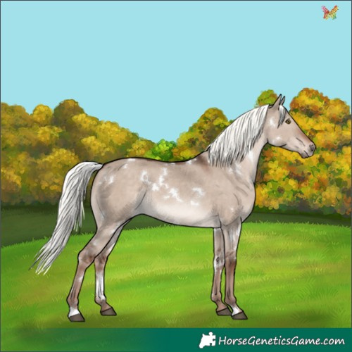 Horse Color:White Spotted Liver Red Dun Mushroom Rabicano 