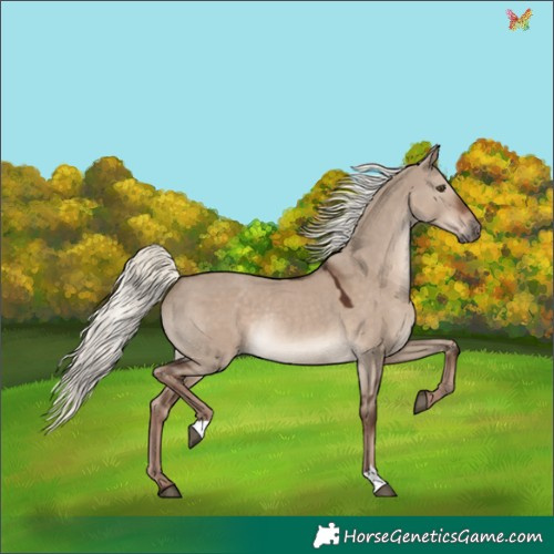 Horse Color:Liver Red Dun Mushroom Rabicano 