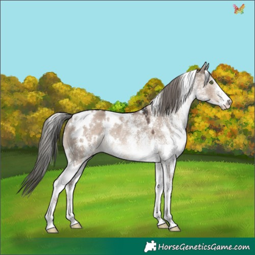 Horse Color:White Spotted Liver Red Dun Mushroom Rabicano 
