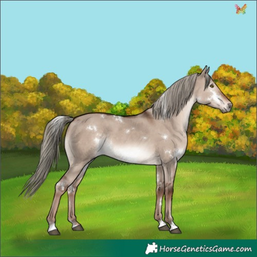 Horse Color:White Spotted Liver Red Dun Mushroom Rabicano 
