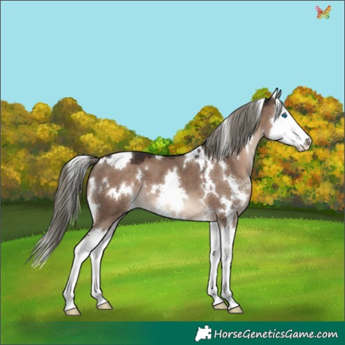 Horse Color:White Spotted Liver Red Dun Mushroom Splash 