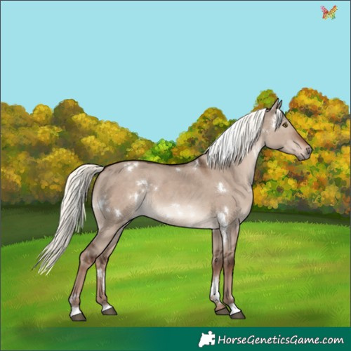 Horse Color:White Spotted Liver Red Dun Mushroom Rabicano 