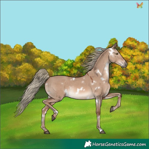 Horse Color:White Spotted Red Dun Mushroom Rabicano 