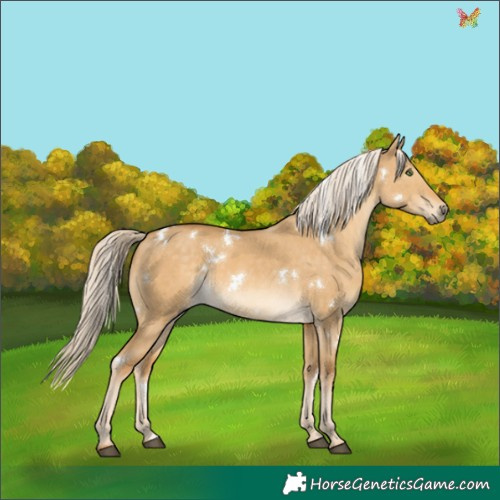 Horse Color:White Spotted Palomino Dun Mushroom Rabicano 