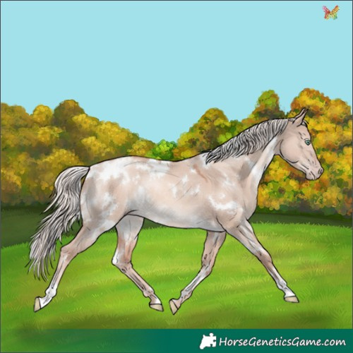 Horse Color:White Spotted Gold Champagne Dun Mushroom Rabicano