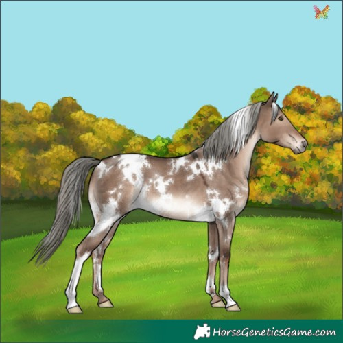 Horse Color:White Spotted Liver Red Dun Mushroom 