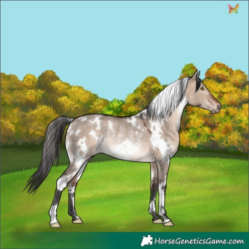Horse Color:White Spotted Brown Dun Mushroom Rabicano 