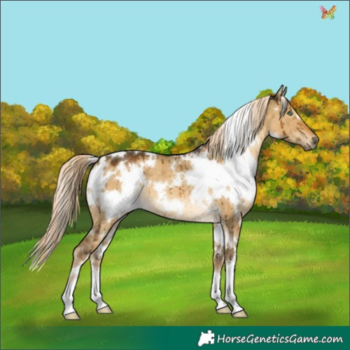 Horse Color:White Spotted Chocolate Palomino Dun Mushroom Brindle 
