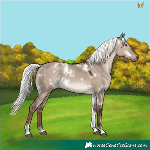 Horse Color:White Spotted Liver Red Dun Mushroom Tobiano 