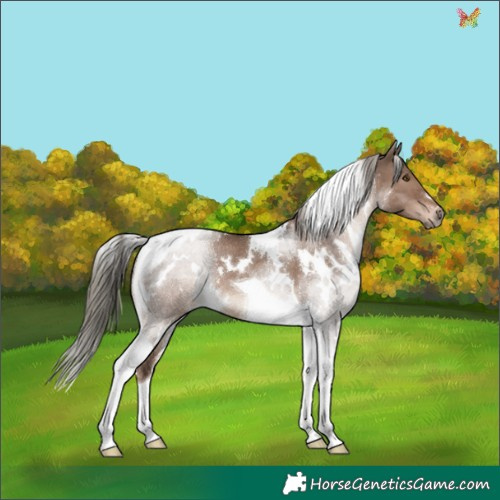 Horse Color:White Spotted Liver Red Dun Mushroom Tobiano Rabicano 