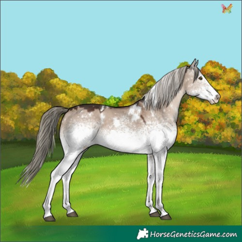 Horse Color:White Spotted Liver Red Dun Mushroom