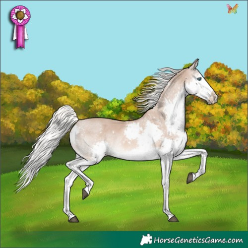 Horse Color:White Spotted Red Dun Mushroom Splash Rabicano