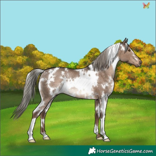 Horse Color:White Spotted Liver Red Dun Mushroom Rabicano 