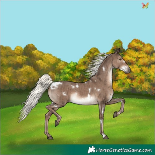 Horse Color:White Spotted Liver Red Dun Mushroom Rabicano Brindle 