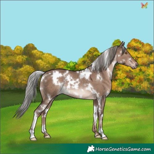 Horse Color:White Spotted Liver Red Dun Mushroom Rabicano 