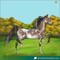 Horse Color:White Spotted Brown Dun Mushroom Rabicano Brindle 