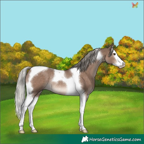 Horse Color:Liver Red Dun Mushroom Splash Tobiano Rabicano 